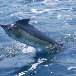 va beach fishing 3 20200329